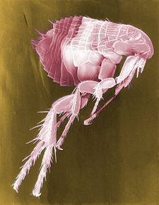 Fossil Shell flea